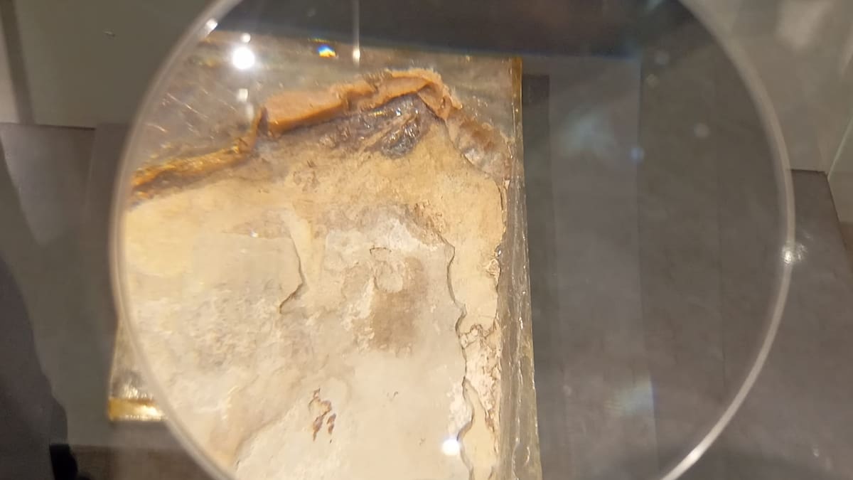 Descubren en Cuenca una nueva especie de ave del Cretácico con pico dentado