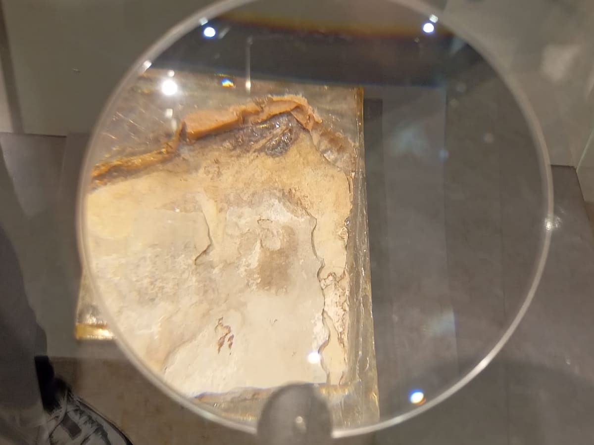 Descubren en Las Hoyas (Cuenca) una nueva especie de ave del Cretácico con pico dentado