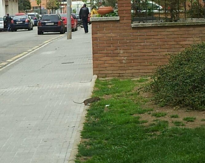 Una rata en un dels carrers de Mas Vilanova a Reus