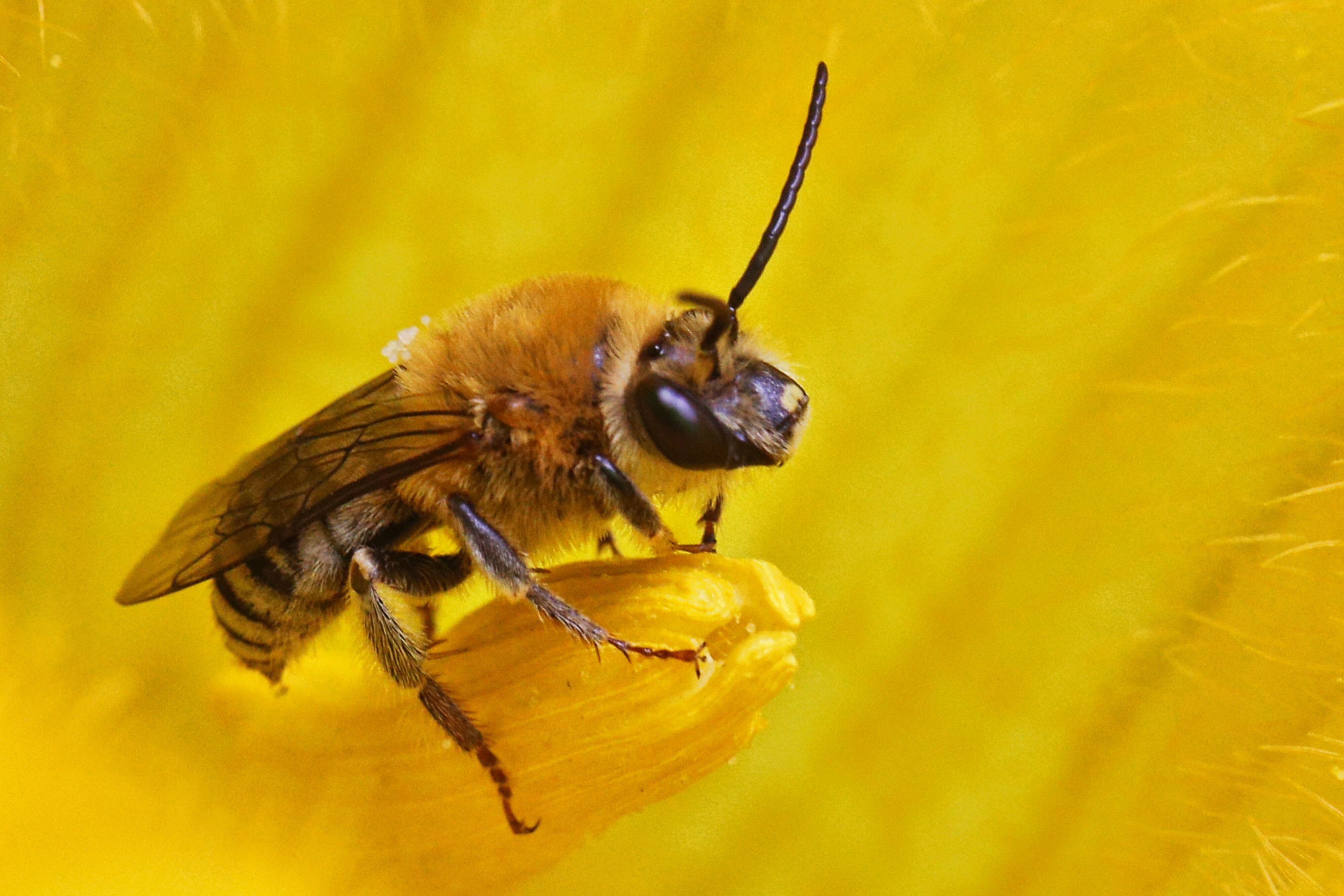 Abeja polinizando.