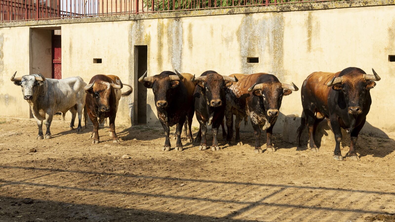 Tercer encierro de las fiestas de Tafalla con cuatro heridos leves