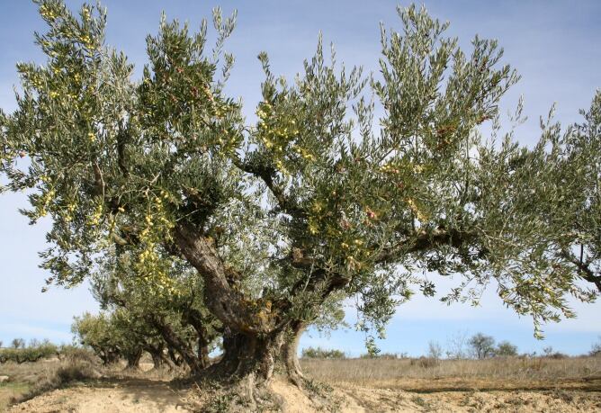 Olivo de Rioja Alavesa