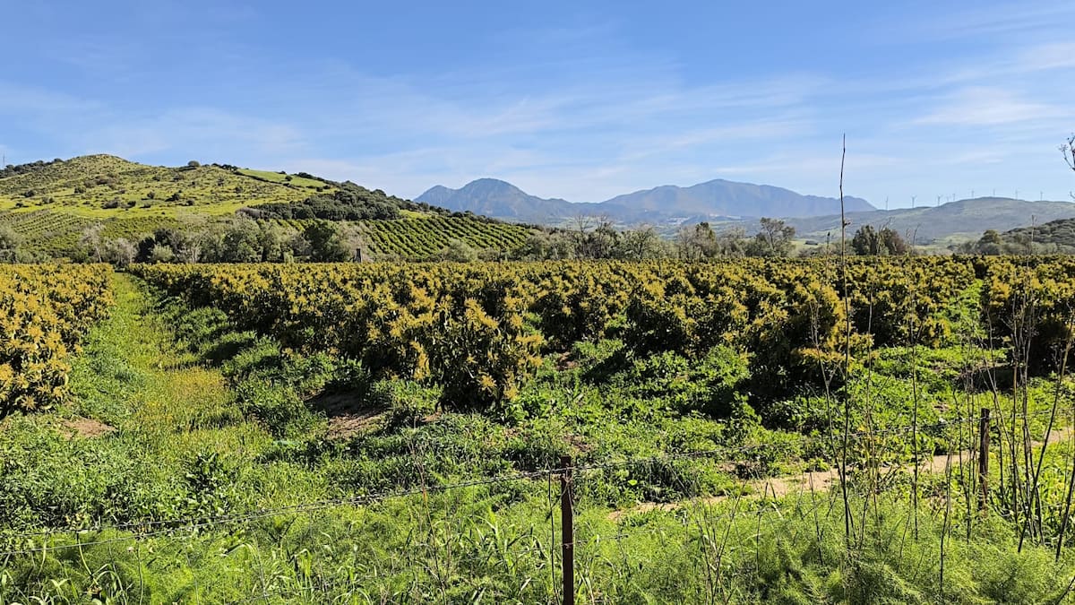Los regantes esperan la presa de Gibralmedina como agua de mayo