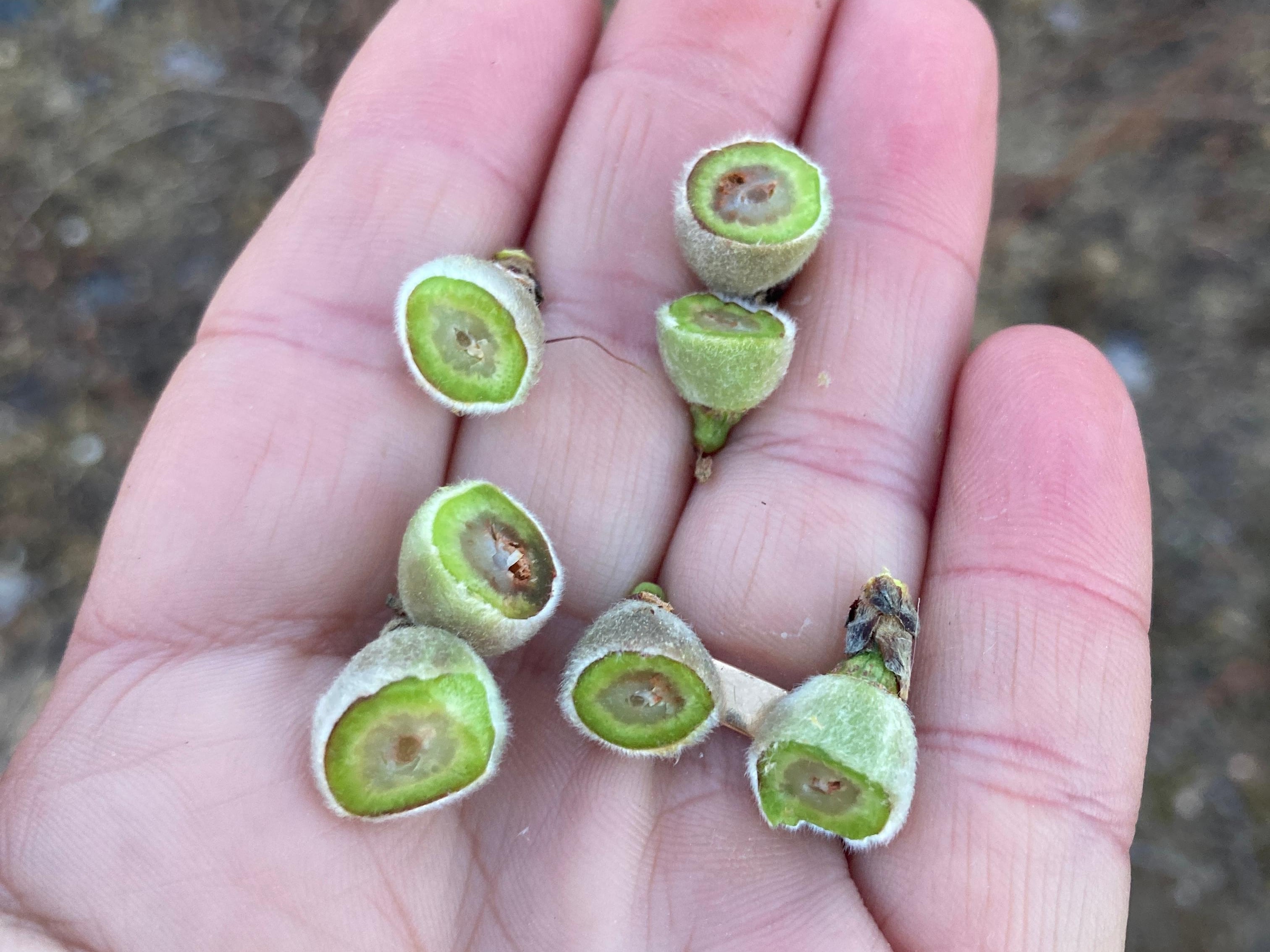 Cultivo afectado por las heladas de finales de marzo en la Comunitat Valenciana