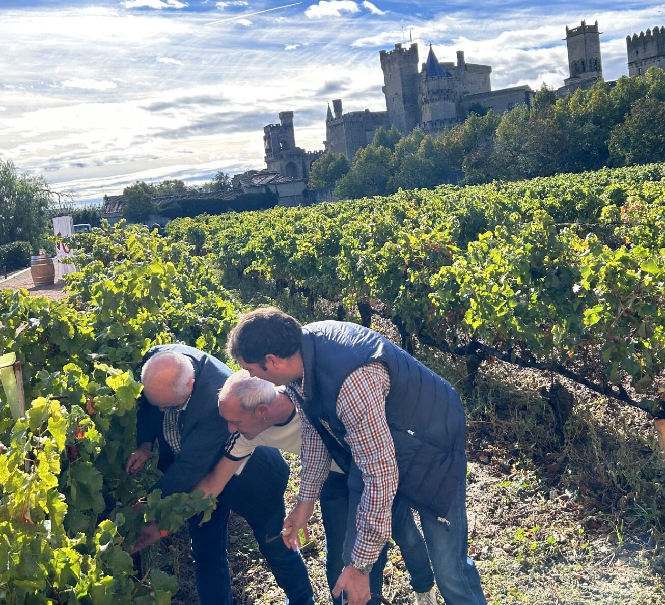 El consejero Aierdi corta el último racimo de la vendimia 2023 junto al alcalde de Olite, josu Etxarri,y el presidente del CRDO Navarra, David Palacios