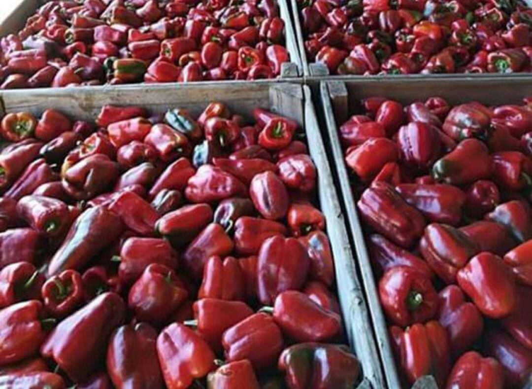 La producción de pimiento asado del Bierzo está bajo mínimos