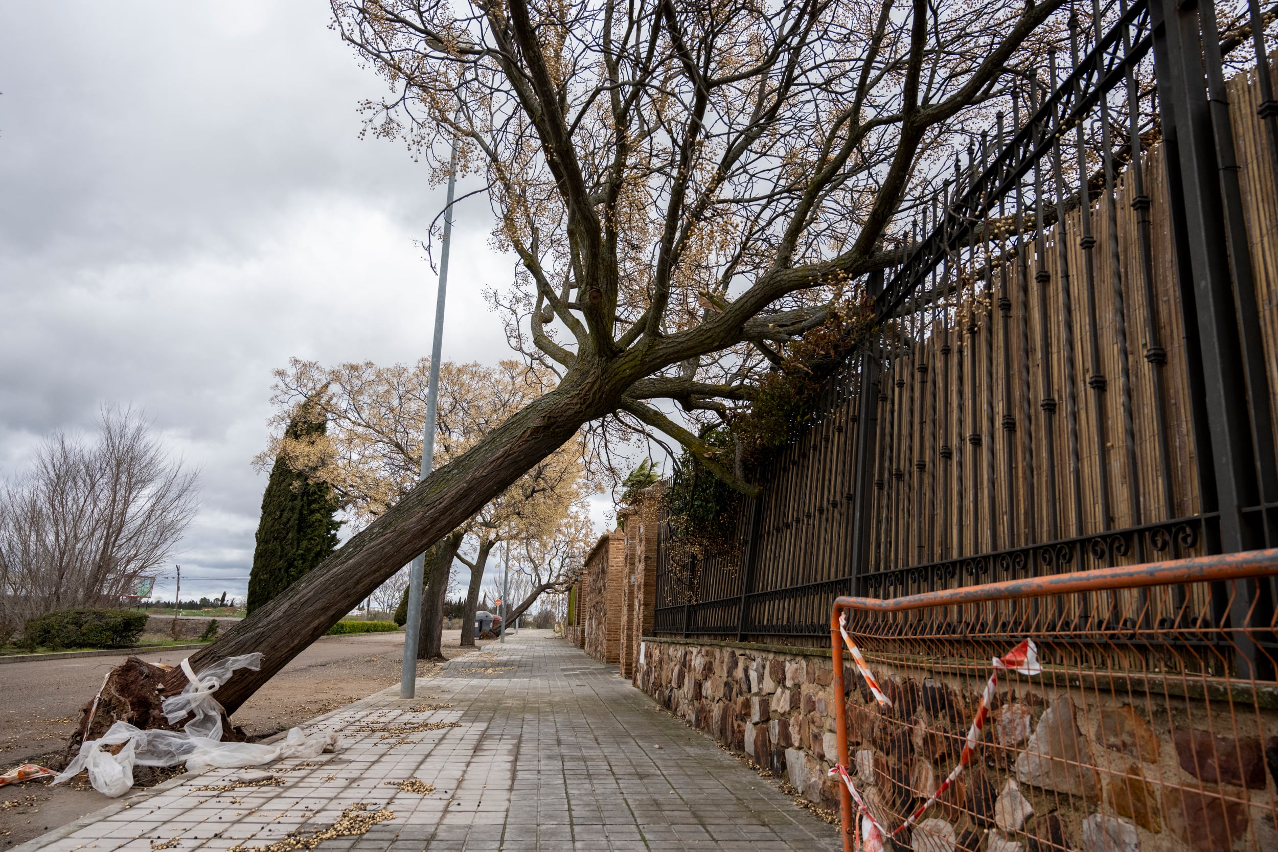 Árboles derribados en Ciudad Real por el paso de la borrasca Kristin