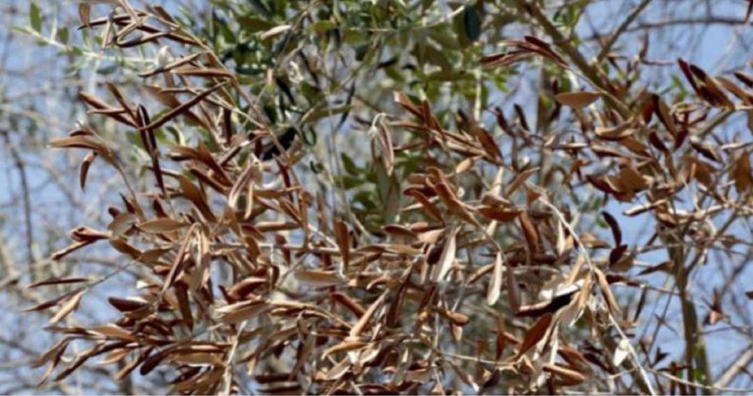 Árbol afectado por Xylella Fastidiosa (archivo)