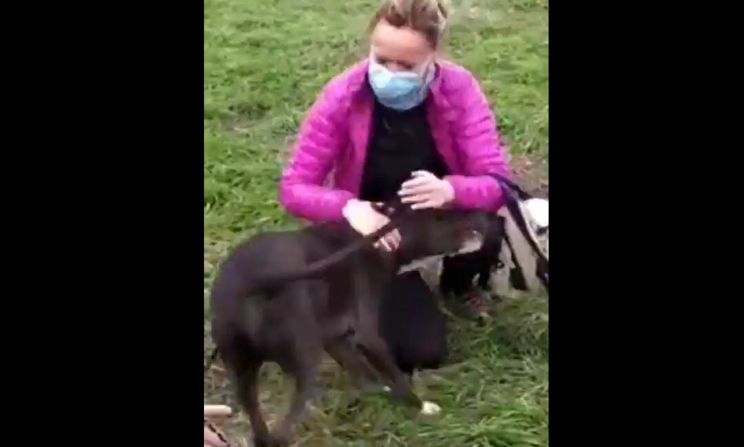 El perro que huyó asustado de la explosión de la calle Toledo ya está con su dueña.