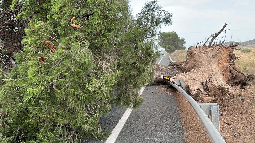 Un árbol caído en la N-344 en Jumilla por el reventón cálido