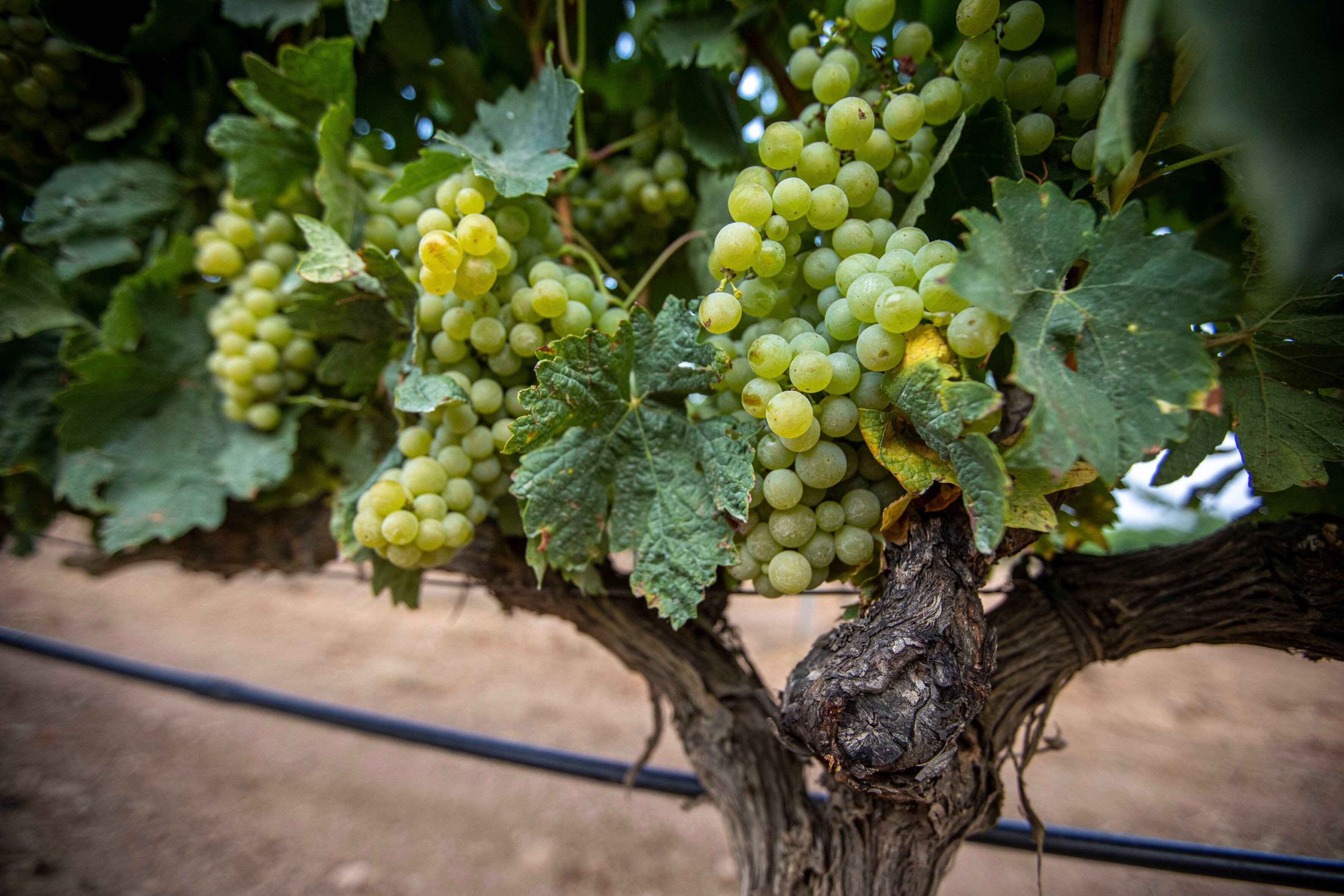 LOGROÑO, 18/08/2025.- Comienzo de la vendimia, este lunes, en la localidad riojana de Aldeanueva de Ebro. La Denominación de Origen Calificada (DOCa) Rioja afronta una de las cosechas más cortas de su historia, en especial, en la uva tinta, debido al severo ataque de mildiu, los problemas de fertilidad en la planta y los pedriscos, pero con perspectivas de obtener calidad por el buen estado sanitario que presenta actualmente el viñedo. EFE/ Raquel Manzanares
