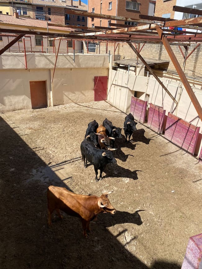 Novillos en la plaza de toros de Huesca