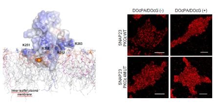 A la izquierda, predicción structural 3D del dominio C1B de PKC epsilon y su interacción con la membrana plasmática mediado por ácido fosfatídico (representado con esferas). A la derecha, micrografías de SNAP23 (en rojo) en células RBL-2H3 en reposo y tra