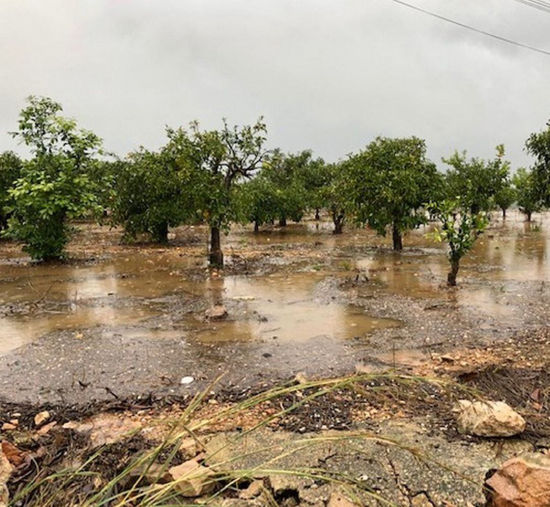 Campos de naranjos en la Safor tras la lluvia de los últimos días. 