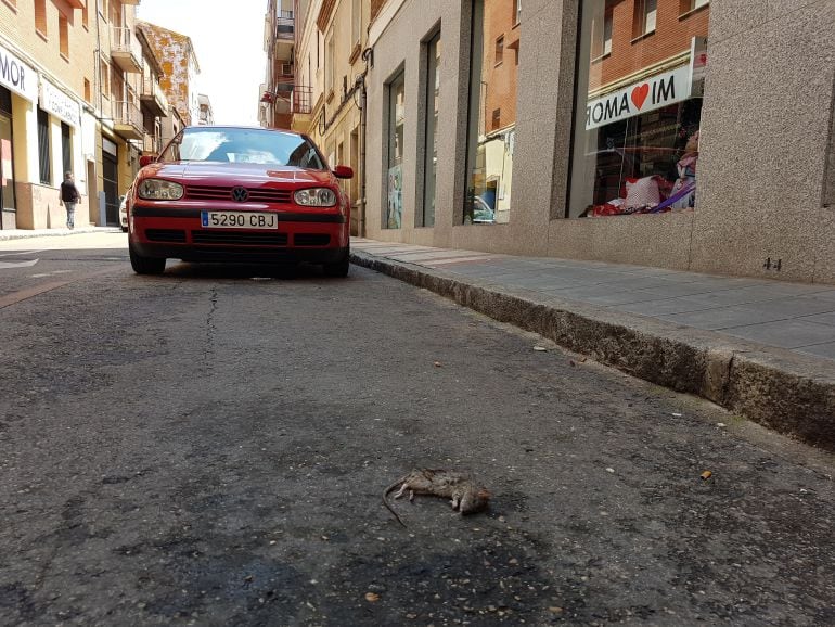 Rata muerta ayer en la calle Wenceslao Argumosa