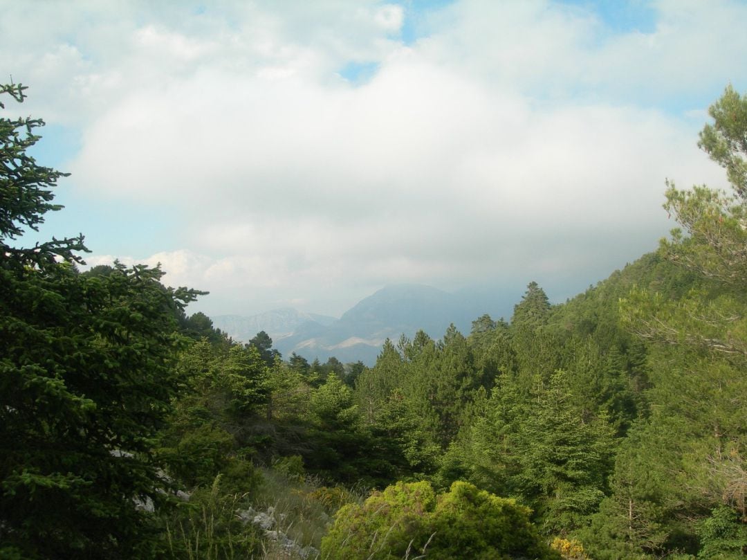 Pinsapar del futuro Parque Nacional Sierra de las Nieves de la provincia de Málaga, con 23.000 hectáreas en siete municipios malagueños