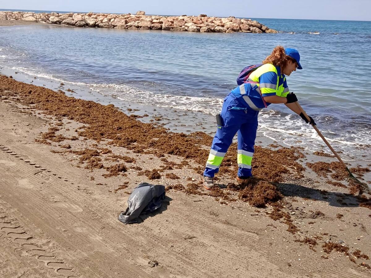 Los ayuntamientos de la Costa del Sol advierten: "Tenemos que realizar un gran esfuerzo para eliminar el alga asiática de las playas"