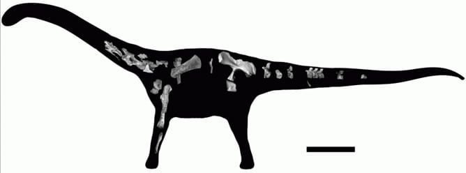 Silueta del &#039;Rukwatitan bisepultus&#039; y segmentos esqueléticos recuperados del lugar