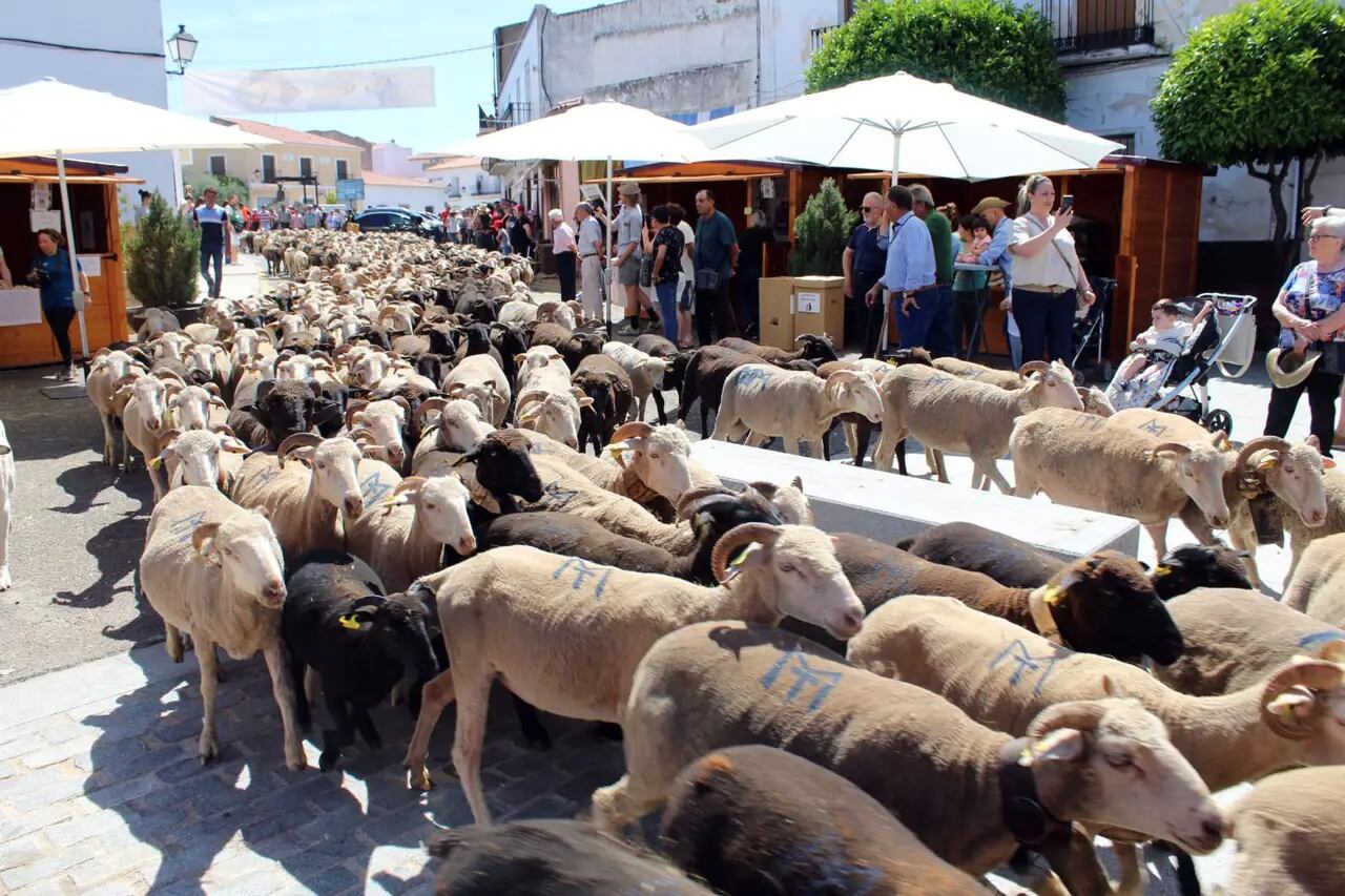 Vive la Trashumancia en Valverde de Leganés