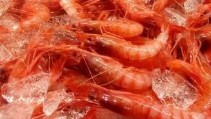 Puesto de pescado del Mercat Municipal de Dénia.