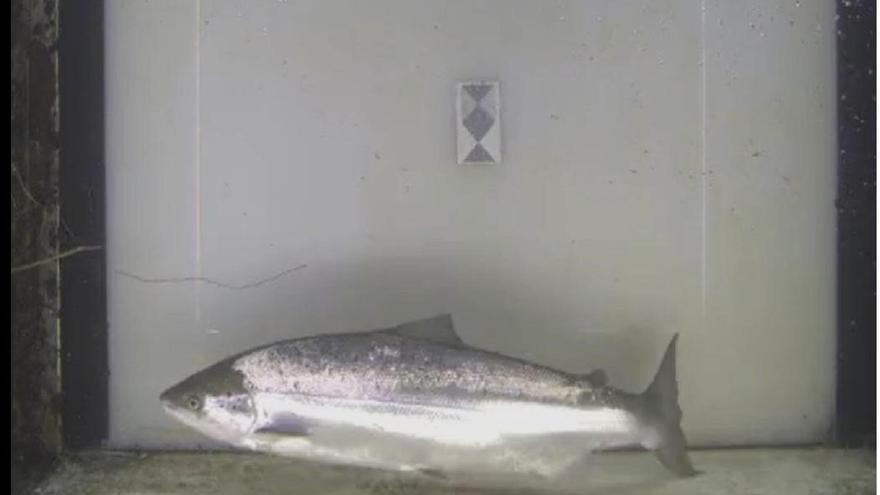 El primer salmón de la temporada se trata de una hembra de ocho kilos y 90 centímetros