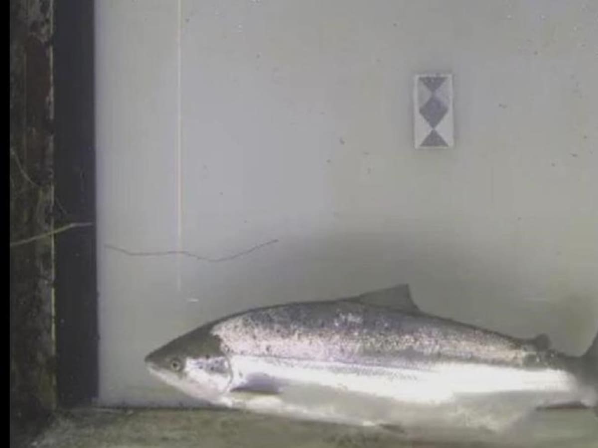 El primer salmón de la temporada aparece en el río Urumea