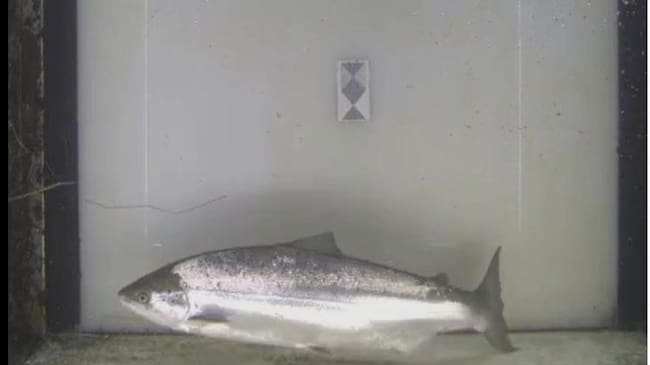 El primer salmón de la temporada se trata de una hembra de ocho kilos y 90 centímetros