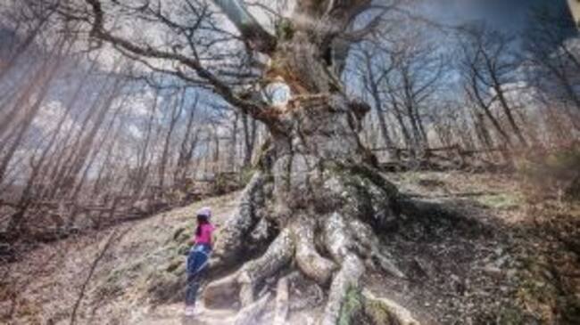 3º Premio: "El Viejo Roble, Estalaya"