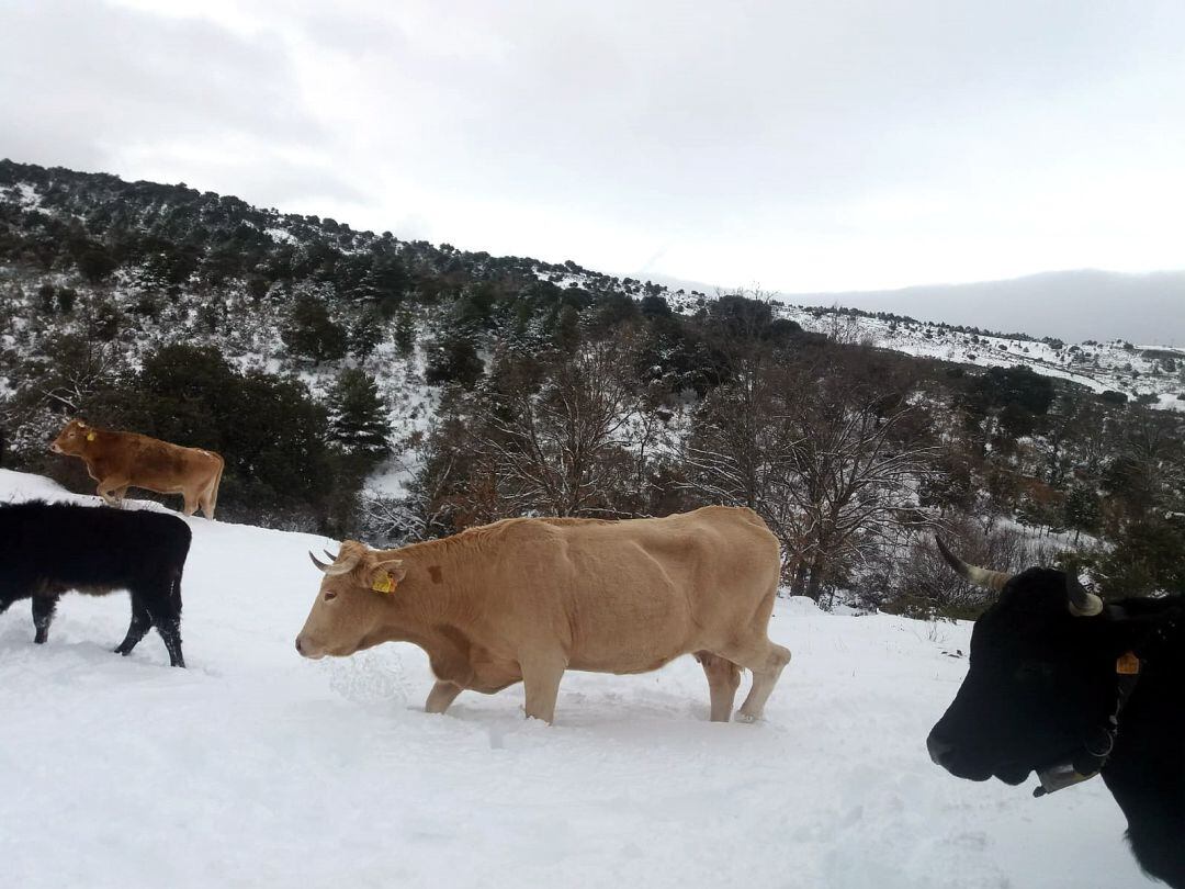 Vacas en la Sierra Norte de Guadalajara