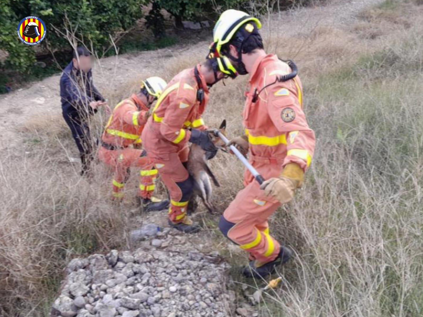 Rescate del zorro atrapado
