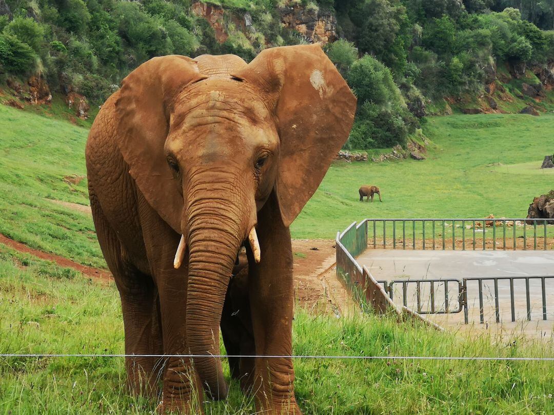 Elefante de Cabarceno.