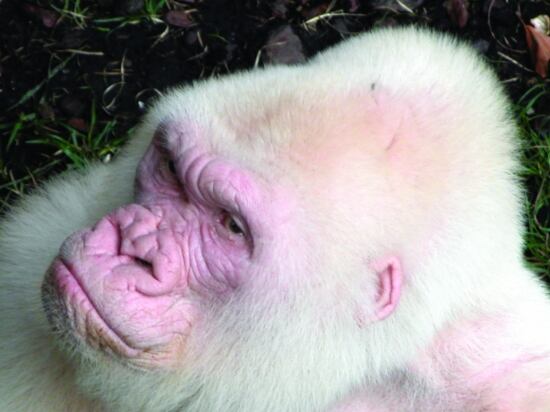 Imatge d'arxiu de Floquet de Neu, cedida pel Zoo de Barcelona