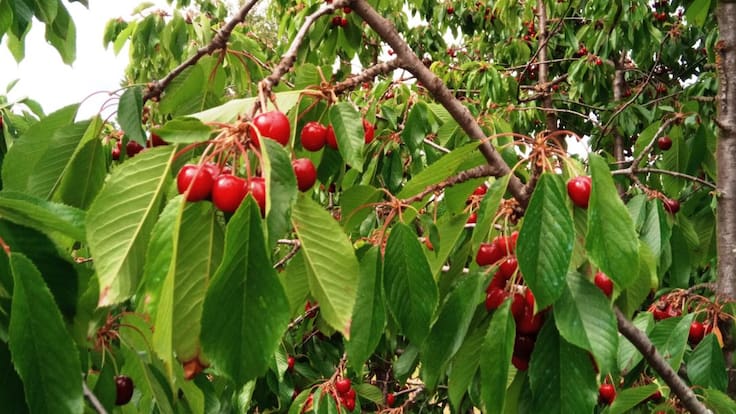 La cereza de Corullón, amenazada
