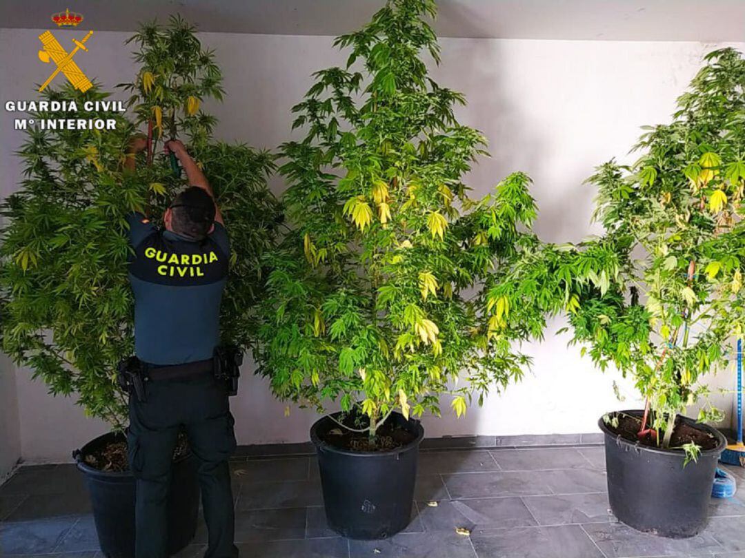 La Guardia Civil de Segovia investiga a siete personas por cultivar marihuana en sus viviendas