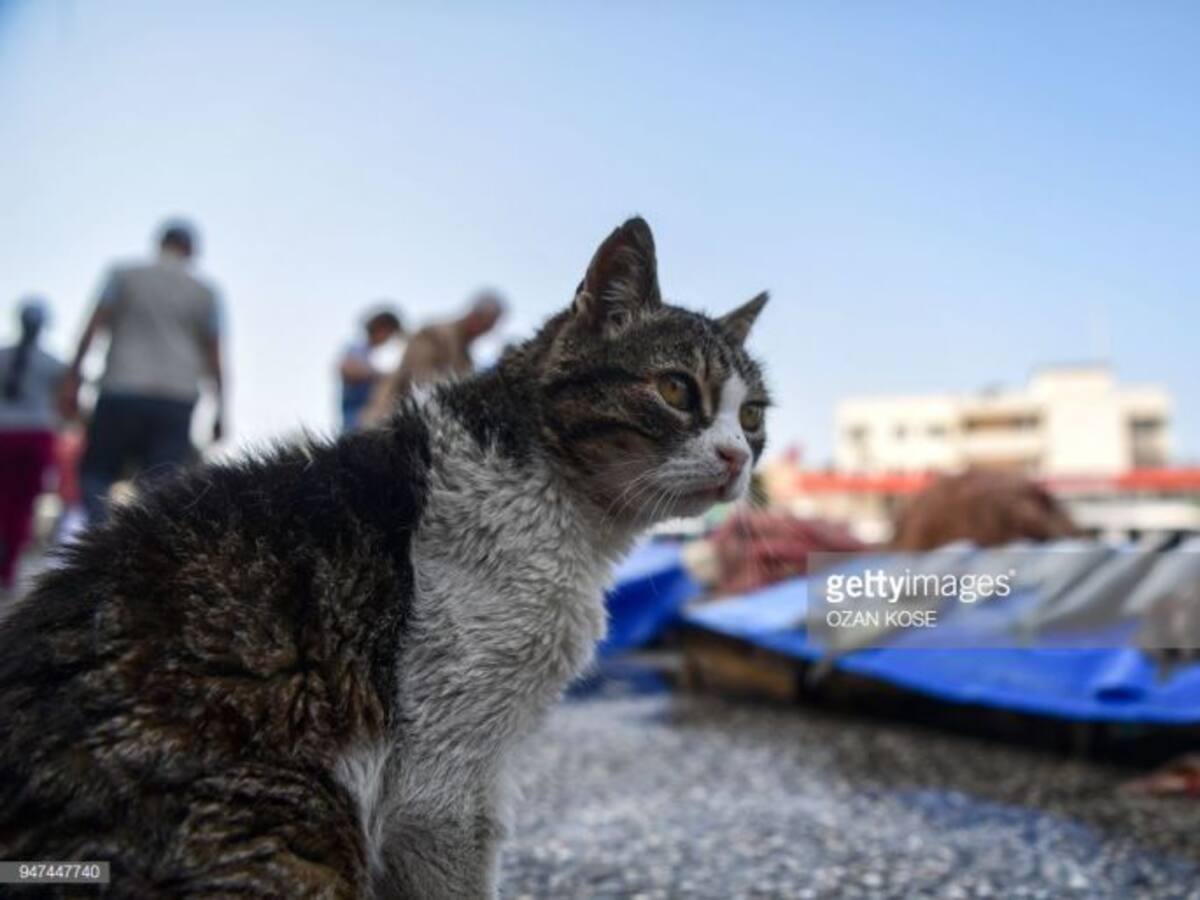 Valoran el primer año de campaña del control de gatos en Talavera