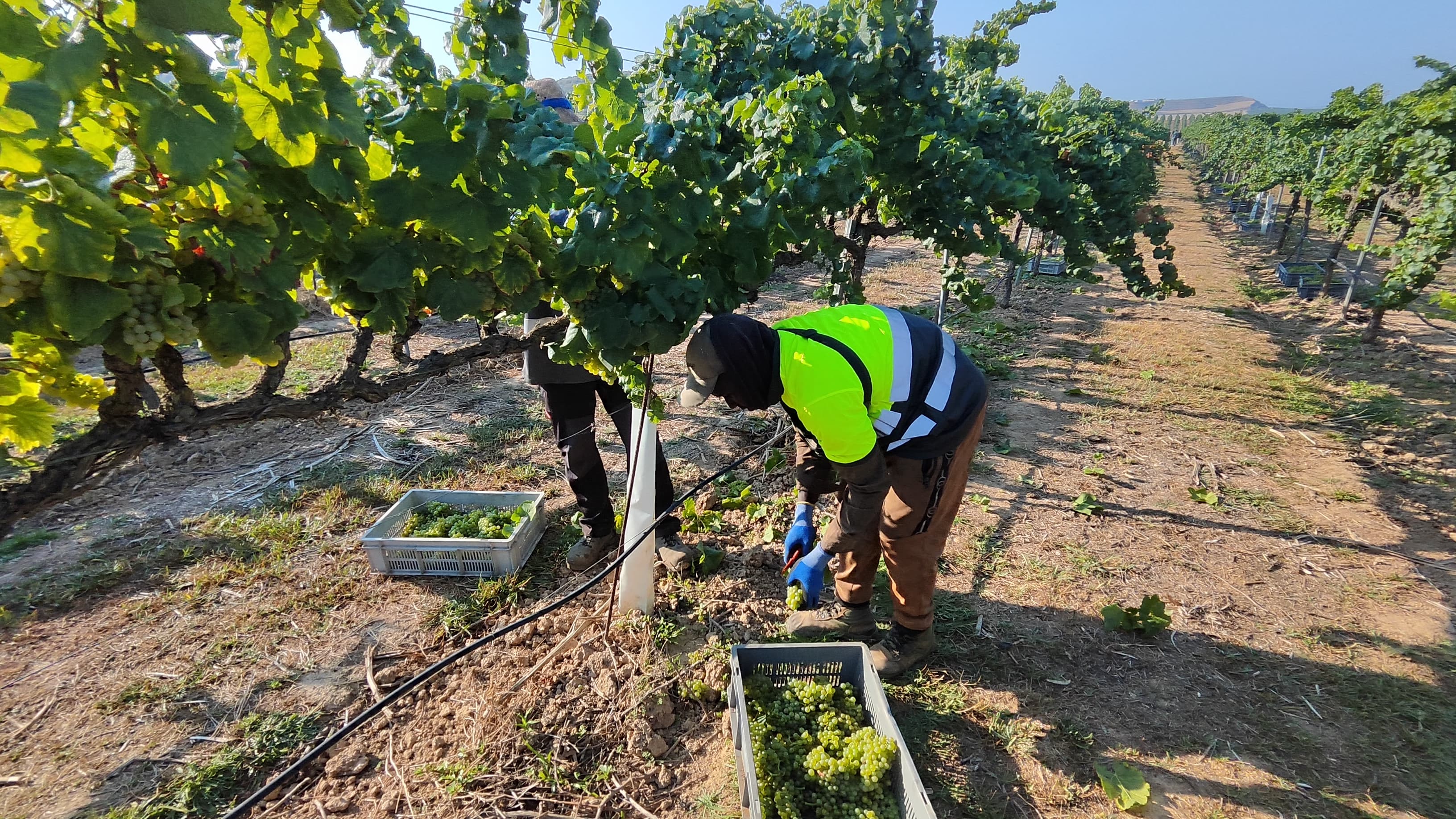 Un dels 150 treballadors contractats per Raimat per la verema. Ara fan la collita manual i comencen a les 6 del matí fins les 12 del migdia.