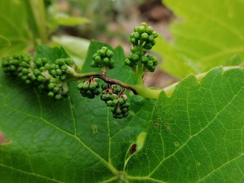 El &quot;black rot&quot; y mildiu amenazan las viñas