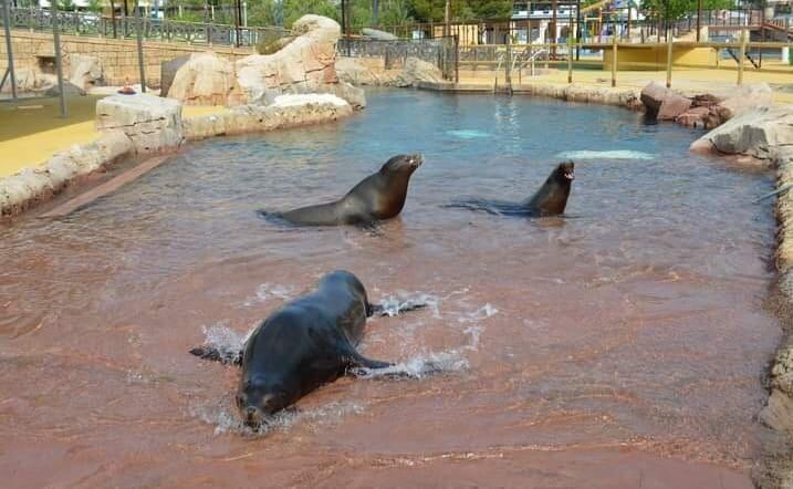 Terra Natura Benidorm desarrolla una nueva actividad con leones marinos que consiste en la interacción asistida con fines terapéuticos para personas que poseen algún tipo de discapacidad o necesidades especiales.