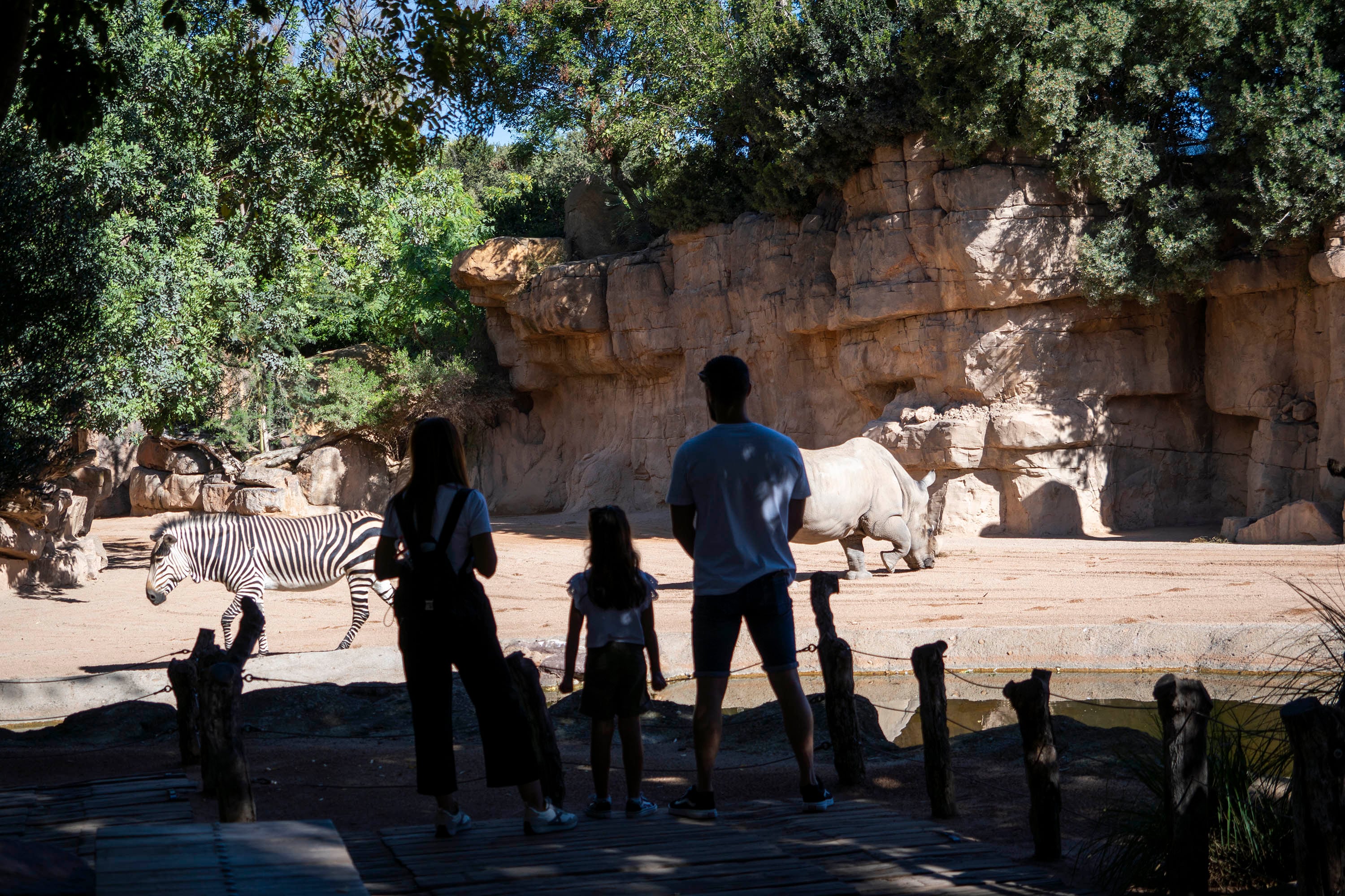 Visitantes observando a rinocerontes y cebras en la sabana africana de BIOPARC València