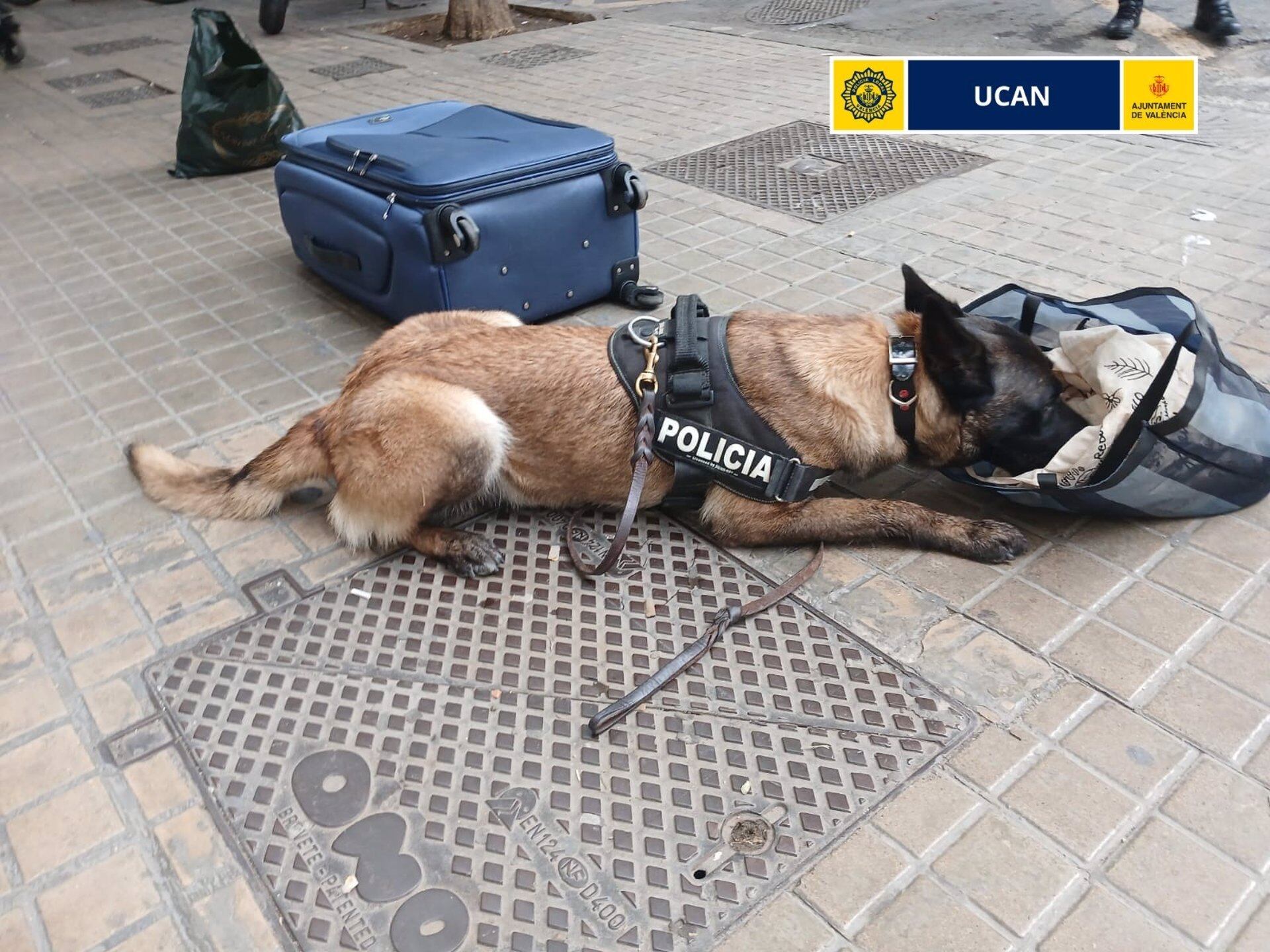El agente canino K9 de la Unidad Canina UCAN de València realiza un registro de maletas
