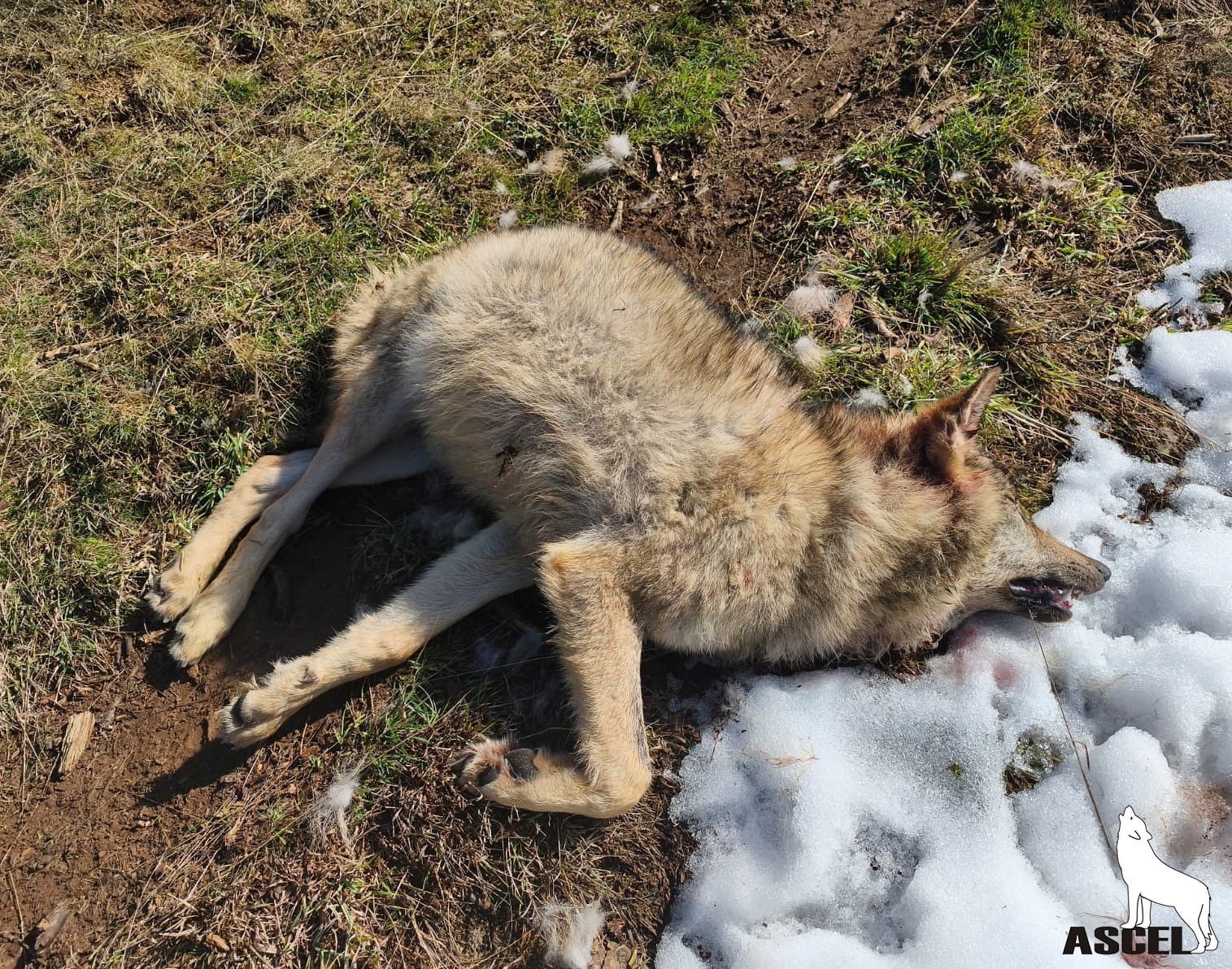 PALENCIA, 07/01/2026.- Cadáver de lobo ibérico hallado muerto por un disparo en la Montaña Palentina. La asociación conservacionista Ascel ha denunciado ante la fiscalía la muerte por disparo de un lobo de siete meses de edad en el Parque Natural de la Montaña Palentina, un espacio protegido que califica como "uno de los focos más activos de caza ilegal en Castilla y León". EFE/ Asociación para la Conservación y Estudio del Lobo Ibérico (ASCEL) // SOLO USO EDITORIAL/SOLO DISPONIBLE PARA ILUSTRAR LA NOTICIA QUE ACOMPAÑA (CRÉDITO OBLIGATORIO)