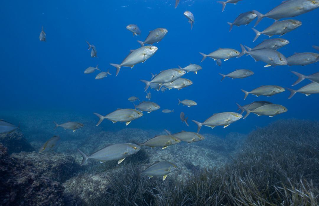 Imagen de un banco de peces en una de las reservas marinas de Baleares