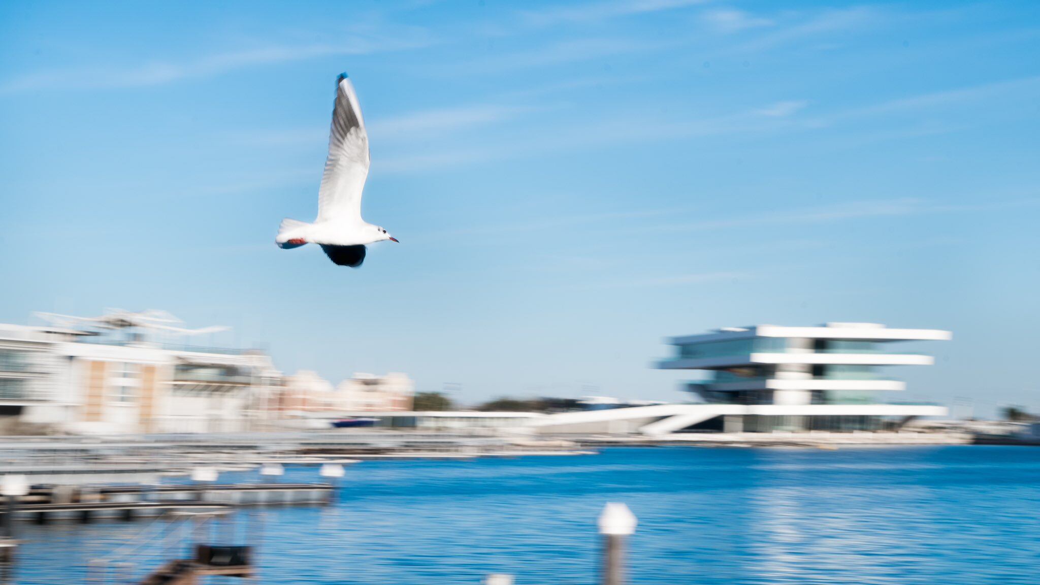 Una gaviota sobrevuela la Marina de València con el edificio de Veles e Vents al fondo