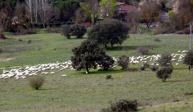 Terrenos de El Tagarral