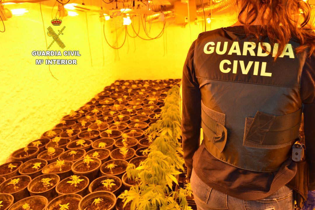 Una de las plantaciones localizada por los agentes