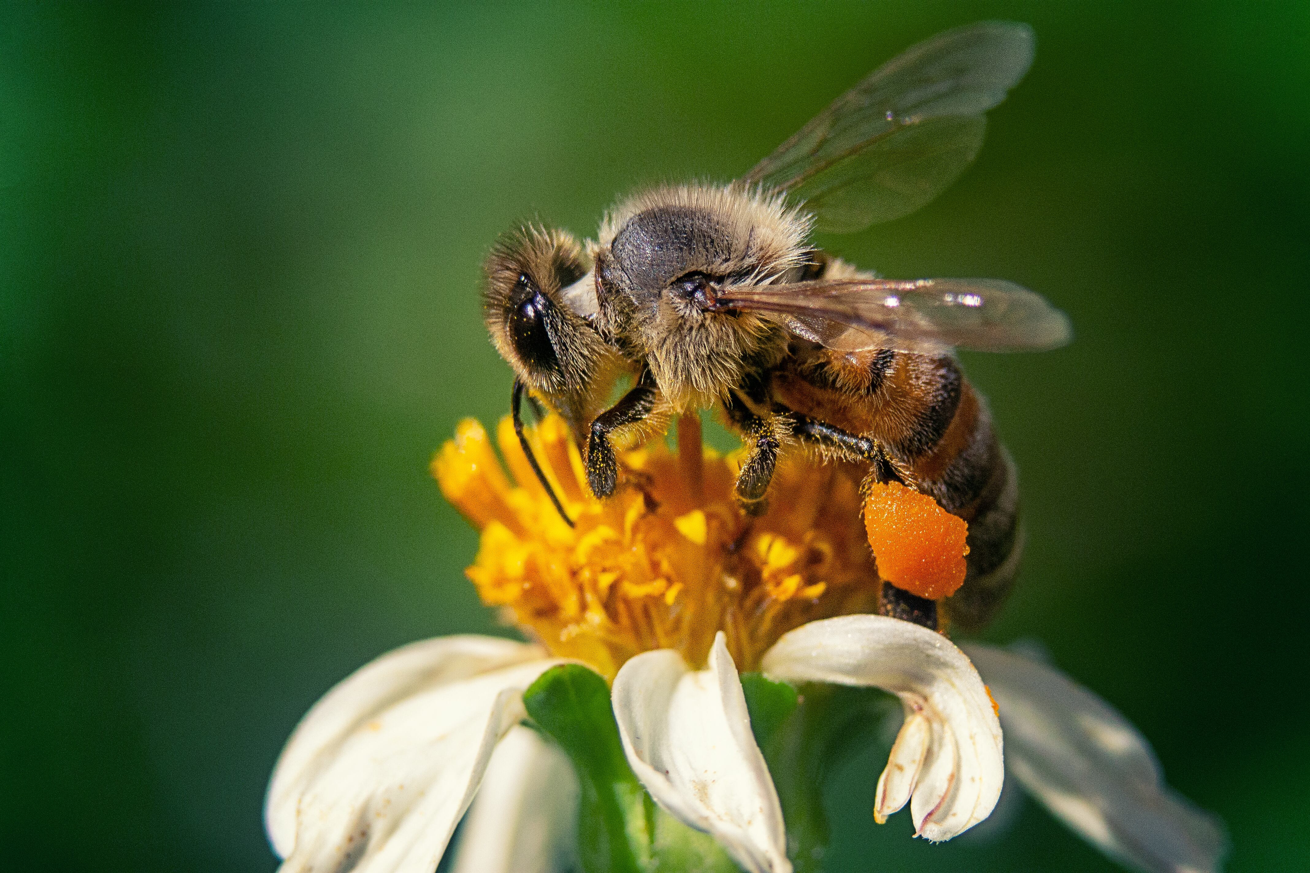 Abeja.