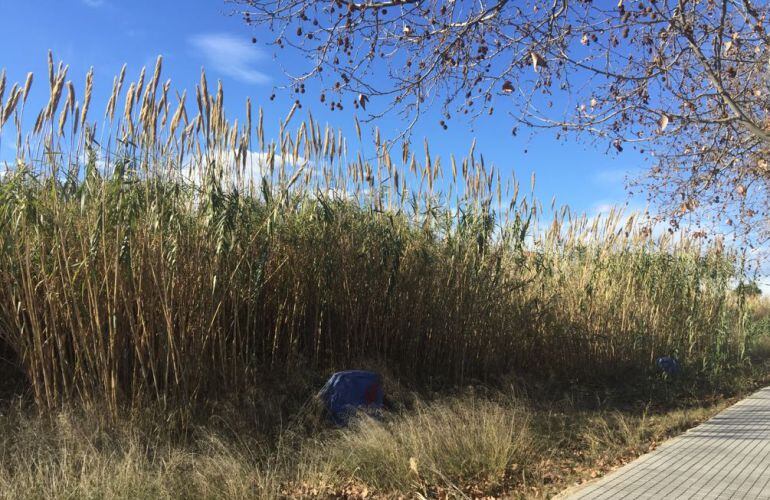 La maleza ha adquirido un tamaño considerable junto a la Ronda Norte