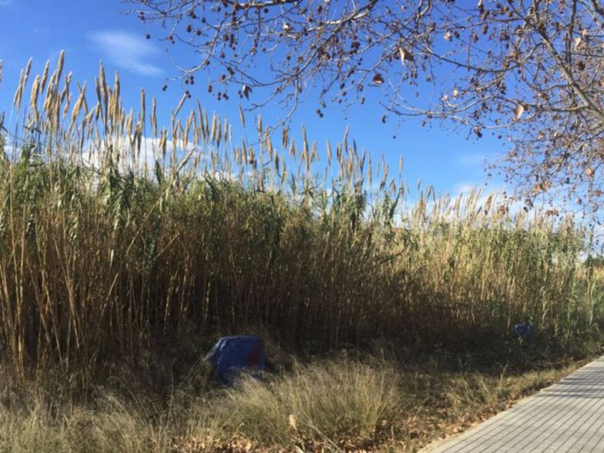 Preocupación en Benimaclet por la maleza que crece junto a la Ronda Norte