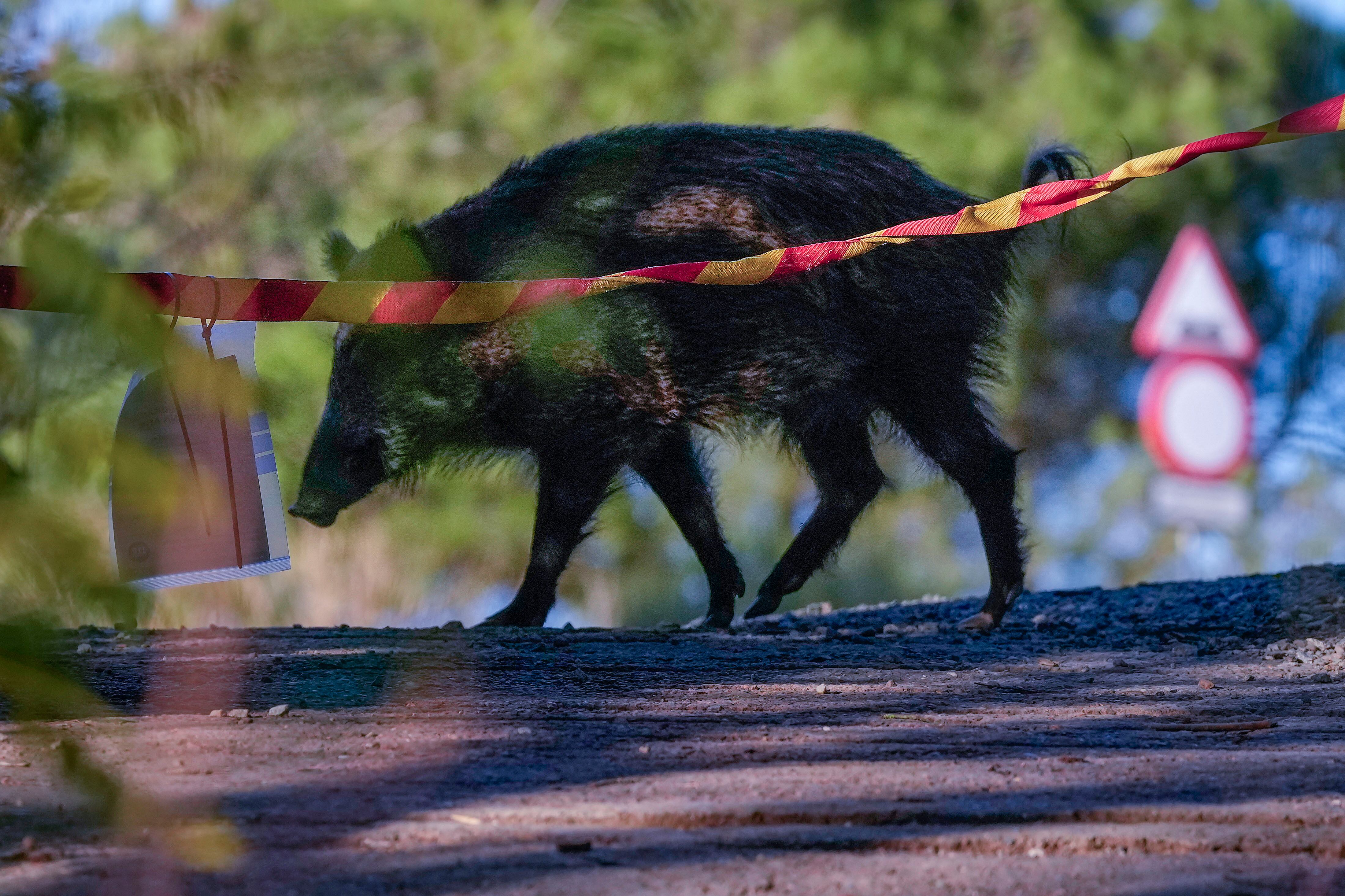 Un jabalí campa por la sierra de Collserola
