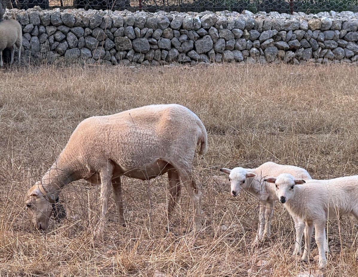 Ovejas en Ibiza